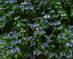 Tapeta Nature Flowers 092.jpg